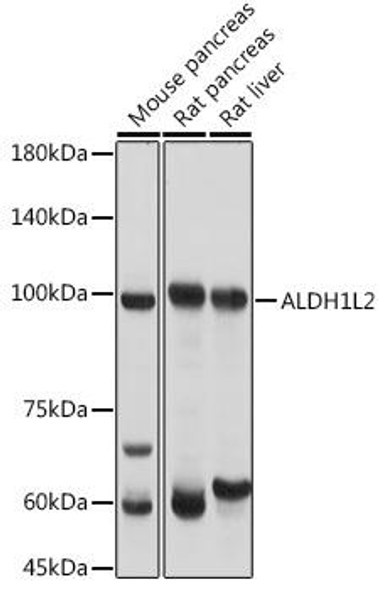 ALDH1L2 Rabbit Polyclonal Antibody (CAB14455)