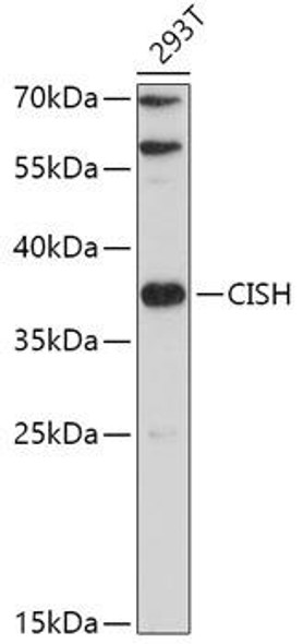 CISH Rabbit Polyclonal Antibody (CAB14527)