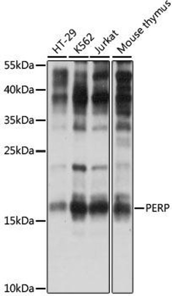 PERP Rabbit Polyclonal Antibody (CAB15501)