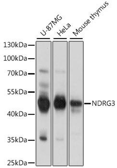 NDRG3 Rabbit Polyclonal Antibody (CAB15876)