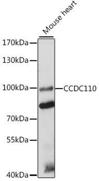 CCDC110 Rabbit Polyclonal Antibody (CAB16179)