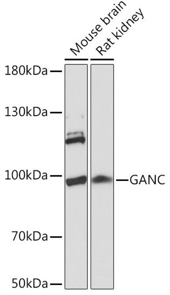 GANC Rabbit Polyclonal Antibody (CAB16377)
