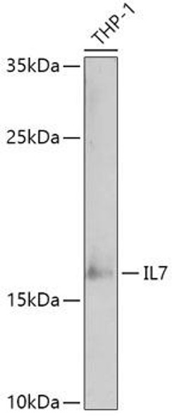 IL7 Rabbit Polyclonal Antibody (CAB1650)