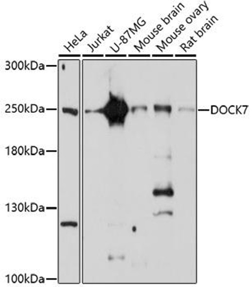 DOCK7 Rabbit Polyclonal Antibody (CAB17236)