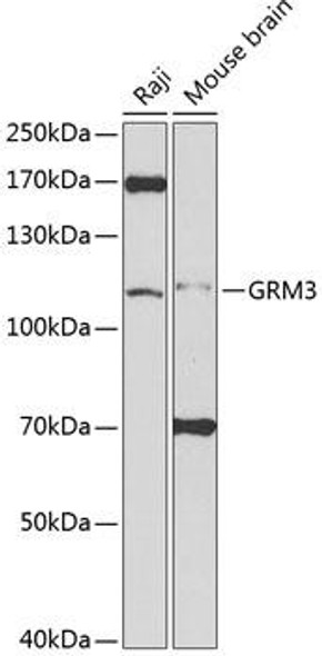 GRM3 Rabbit Polyclonal Antibody (CAB2538)