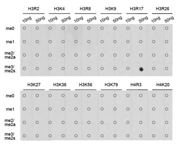 Symmetric DiMethyl-Histone H3-R17 Rabbit Polyclonal Antibody (CAB3152)