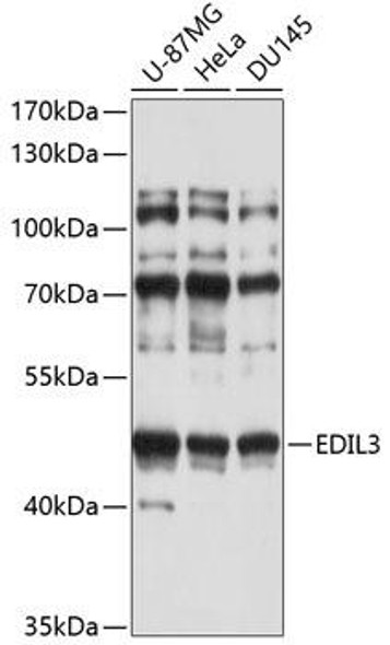 EDIL3 Rabbit Polyclonal Antibody (CAB4370)