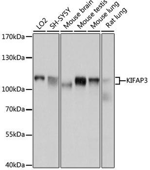 KIFAP3 Rabbit Polyclonal Antibody (CAB4518)