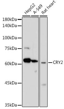 Cell Biology Antibodies 10 Anti-CRY2 Antibody CAB6891