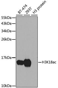 Epigenetics and Nuclear Signaling Antibodies 4 Anti-Acetyl-Histone H3-K18 Antibody CAB7257