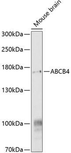 ABCB4 Rabbit Polyclonal Antibody (CAB9835)