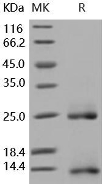 Rhesus/Canine BMP-2 Recombinant Protein  (RPES1020)