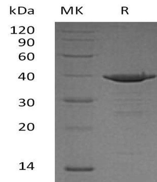 D-Amino-Acid Oxidase/DAO Recombinant Protein (RPES2081)