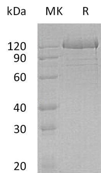 Human Protocadherin/PCDH1 Recombinant Protein (RPES3443)
