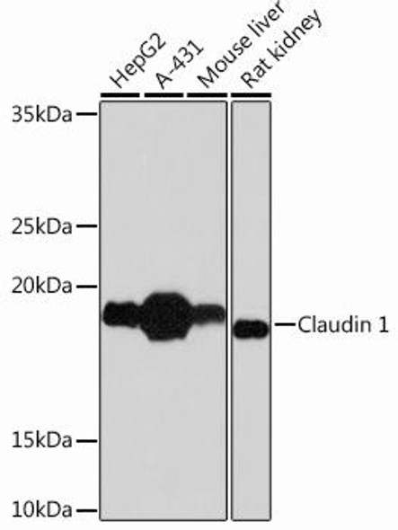Claudin 1 Rabbit Monoclonal Antibody (CAB11530)