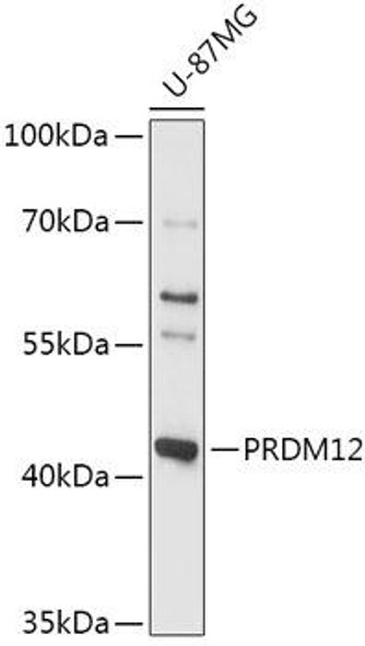 PRDM12 Rabbit Polyclonal Antibody (CAB17746)