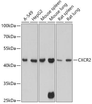 CXCR2 Rabbit Polyclonal Antibody (CAB3301)