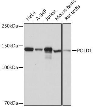 Epigenetics and Nuclear Signaling Antibodies 5 Anti-POLD1 Antibody CAB4218