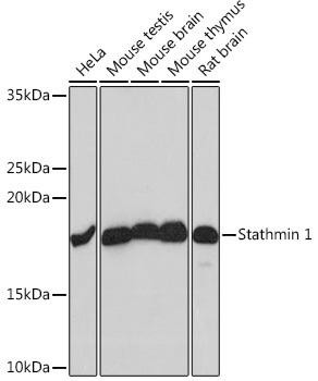 Developmental Biology Anti-Stathmin 1 Antibody CAB4379