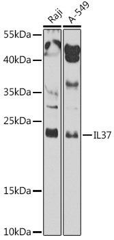 IL37 Rabbit Polyclonal Antibody (CAB8206)