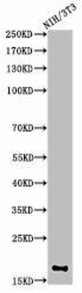 Di-Methyl-Histone H3 (K10) Antibody (PACO00067)