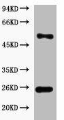 EFHD1 Antibody (PACO00089)