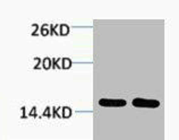 Tri-Methyl-Histone H2B (Lys43) Antibody (PACO00149)