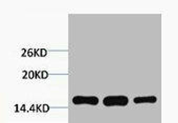 Di-Methyl-Histone H3 (Lys4) Antibody (PACO00178)