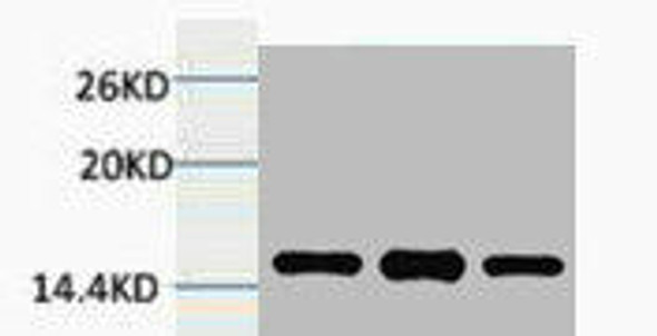 Tri-Methyl-Histone H3 (Lys4) Antibody (PACO00179)