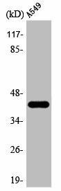 AARSD1 Antibody (PACO00350)