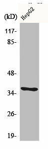 CA6 Antibody (PACO00490)