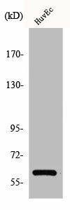 CCDC102B Antibody (PACO00538)