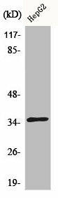 CDKL4 Antibody (PACO00580)