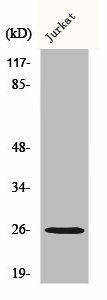 GJB2 Antibody (PACO00626)