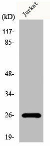 FLT3LG Antibody (PACO00811)