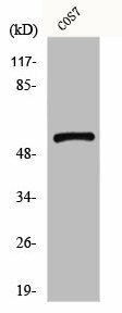 GPR101 Antibody (PACO00860)