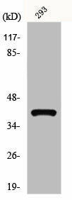 TPRA1 Antibody (PACO00871)