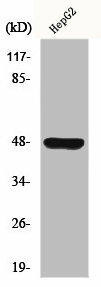 GPR19 Antibody (PACO00874)