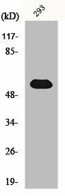 TOR1AIP1 Antibody (PACO01013)