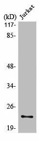 LDLRAD1 Antibody (PACO01018)