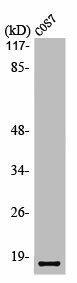 LMO3 Antibody (PACO01025)