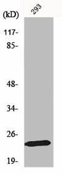 MOB1B Antibody (PACO01076)