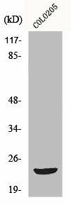 MOB3B Antibody (PACO01077)