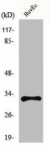 MRGPRG Antibody (PACO01086)