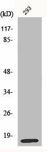 MRPL14 Antibody (PACO01091)