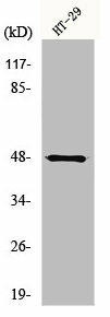 NBPF7 Antibody (PACO01142)