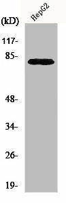 NEK5 Antibody (PACO01155)