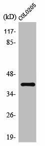 OR10D4P Antibody (PACO01202)
