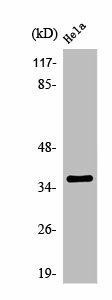 OR1D5/OR1D4 Antibody (PACO01215)