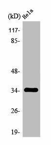 OR2A7/OR2A4 Antibody (PACO01218)